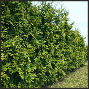 ��� ������� (Brabant) ��������