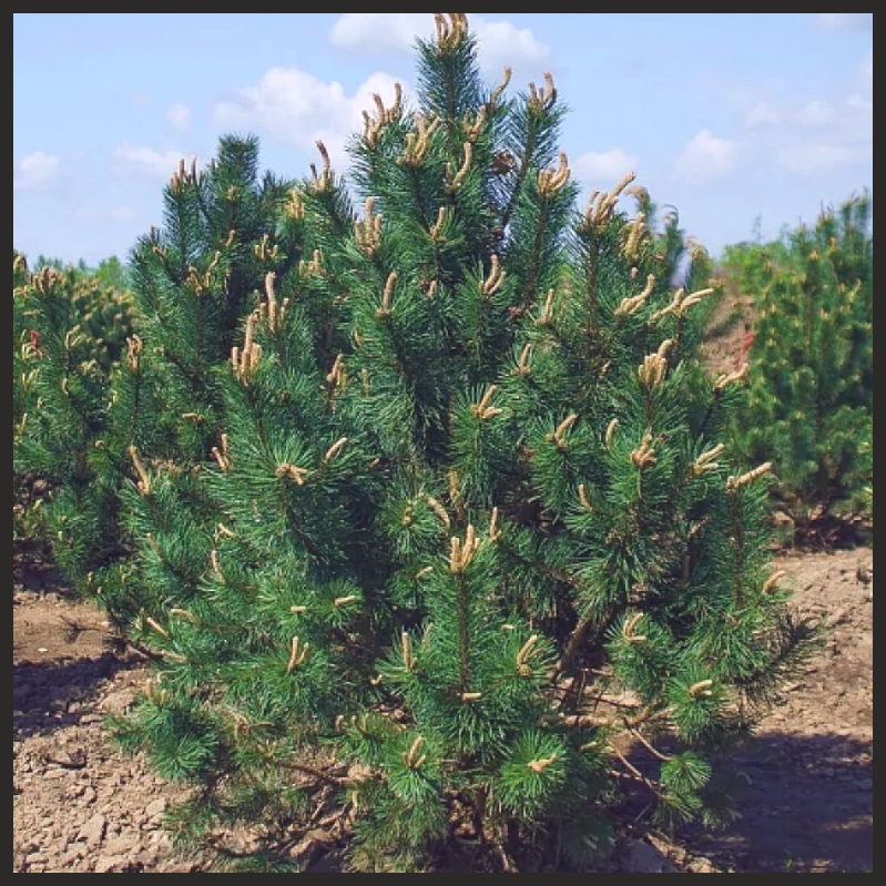 ����� �������� (Uncinata) ������