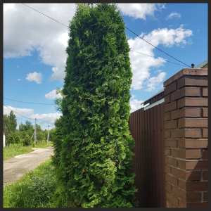 ��� ������� (Columna) ��������