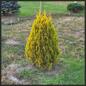 ��� ������ ������� (Golden Smaragd) ��������