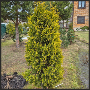 ��� ������ ������� (Golden Brabant) ��������