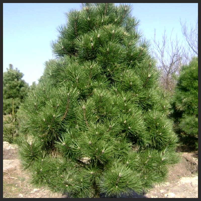 Сосна Пирамидалис (Pyramidalis) черная Сосна Пирамидалис (Pyramidalis) черная