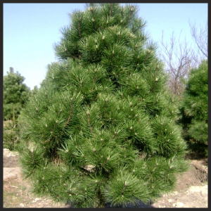 ����� ����������� (Pyramidalis) ������