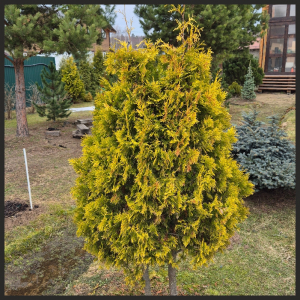 ��� ����� ������ (Yellow Ribbon) ��������